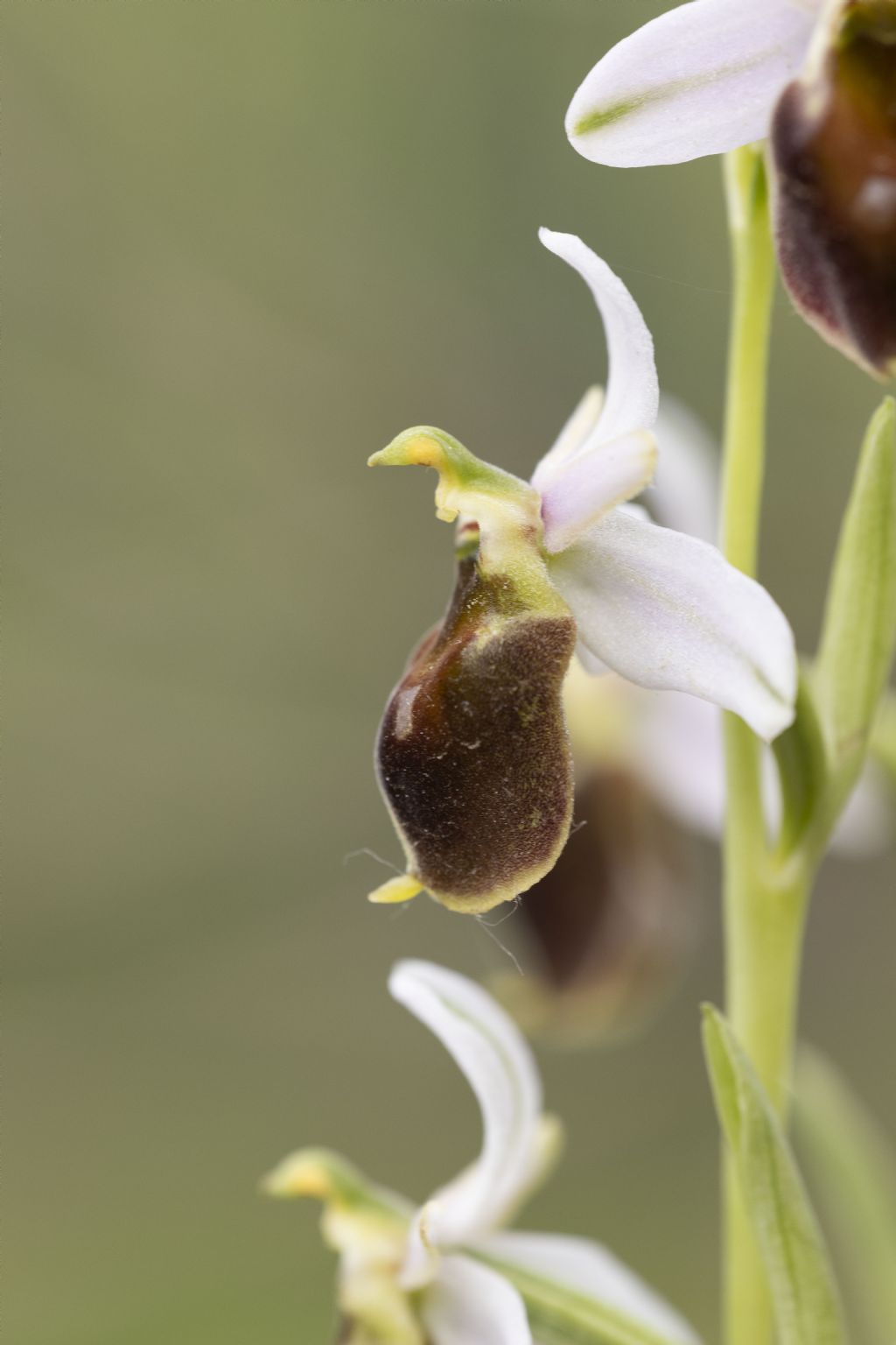 Ophrys carbronifera